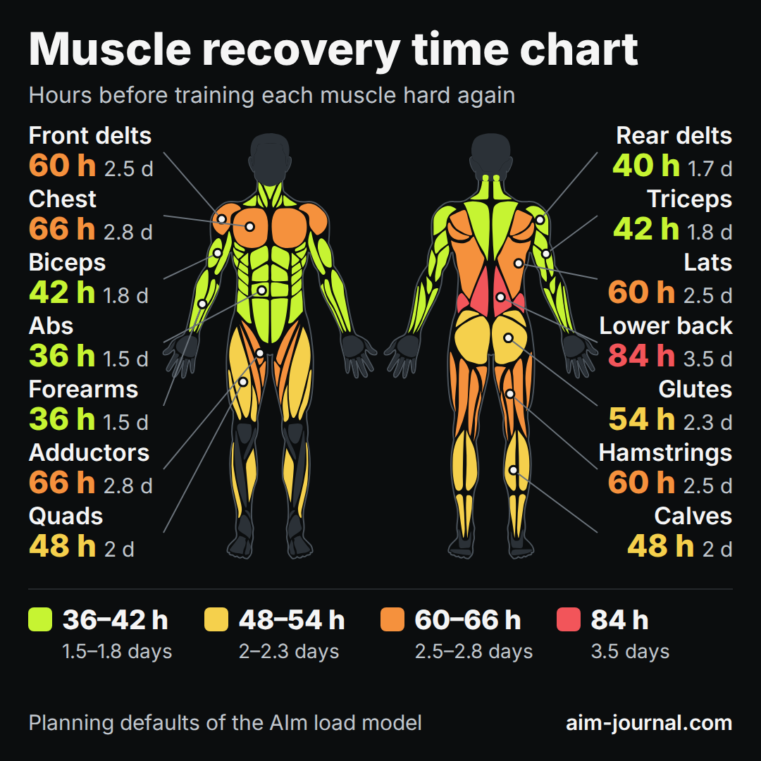 Muscle recovery time chart: front and back body map coloured by hours of recovery, from 36 hours for abs and forearms to 84 hours for the lower back